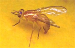 Photo 4. Pacific fruit fly, Bactrocera xanthodes, laying eggs.
