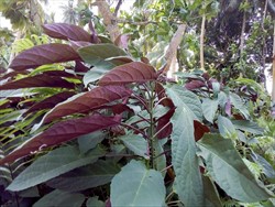 Photo 5. Leaves, Clerodendrum quadriloculare, showing the dark purple of the lower side.