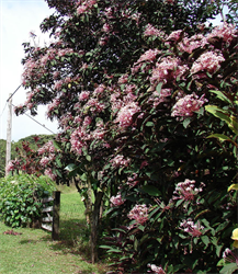 Photo 3. Fireworks, Clerodendrum chinense, roadside with opened flowers.