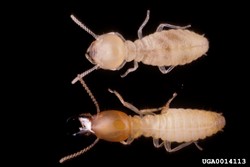 Photo 1. Adult worker (above), soldier (below), Formosan subterranean termite, Coptotermes formosanus.