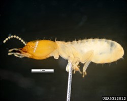 Photo 3. Soldier (side view), Formosan subterranean termite, Coptotermes formosanus.