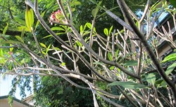 Photo 1. Defoliation of frangipani caused by rust, Coleosporium plumeriae.