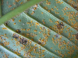 Photo 3. Close-up of frangipani rust, Coleosporium plumeriae, pustules liberating spores (urediniospores).