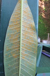 Photo 2. Underside of leaf showing pustules of frangipani rust, Coleosporium plumeriae, liberating masses of spores (urediniospores).