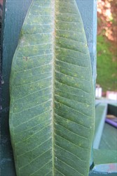 Photo 5. Topside of frangipani leaf in Photo 2 showing greenish marks from rust infections of Coleosporium plumeriae from the lower surface.