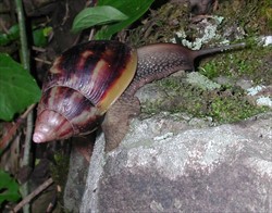 Photo 1. Giant African snail, Lissachatina fulica, in this case the shell is brown with light brown stripes.