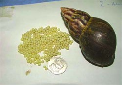 Photo 4. Eggs of the giant African snail, Lissachatina fulica.