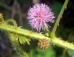 Photo 5. Flowerhead of giant sensitive plant, Mimosa diplotricha. Note, the fruits, left and beneath the stem, and the backward, curved thorns on the stem and leaf stalk.