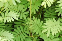 Photo 4. Leaves of giant sensitive plant, Mimosa diplotricha. Note, leaflets of the central leaf have collapsed.