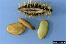 Photo 5. Fruit and seeds, giant sensitive tree, Mimosa pigra. Note, the bristles on the fruit.