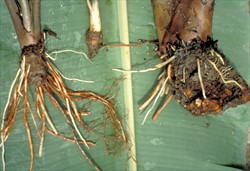 Photo 1. Extensive rot over the entire corm (right), and plants lacking fine feeder roots (left), caused by the nematode, Radopholus similis.