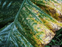 Photo 4. Spots on leaf of giant taro, Mycosphaerella alocasiae. Note that the margin of the leaf are first to be infected, and that one side of the leaf is infected first because of the way the leaf unfurls.