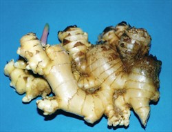 Photo 1. External symptom on ginger rhizome showing infection by Fusarium oxysporum f.sp. zingiberi.
