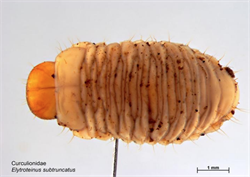 Photo 3. Larva of the ginger weevil, Elytroteinus geophilus, showing the abdominal segments and folds.
