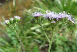 Photo 10. Comparison between flower-heads of Ageratum conyzoides (left) and Ageratum houstonianum (right).