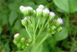 Photo 5. Close-up flowerhead cluster, goatweed, Ageratum conyzoides. Note, each flowerhead surrounded by green, leaf-like structures.
