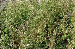 Photo 1. Mass of goatweed, Ageratum conyzoides.