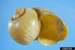 Photo 3. Golden form of the golden apple snail, Pomacea canaliculata.