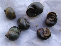 Photo 1. Golden apple snail, Pomacea species (Thailand). Note the 'operculum' closing the opening of the shell.