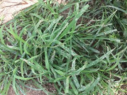 Photo 3. Damage by the leaf beetle, Oulema species to crowsfoot grass, Eleusine indica.
