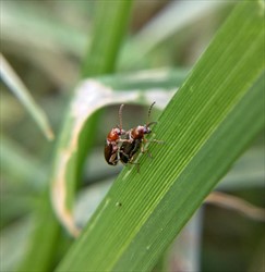 Photo 1. Adult leaf beetle, Oulema species.