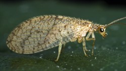 Photo 2. Brown lacewing adult, Micromus sp.