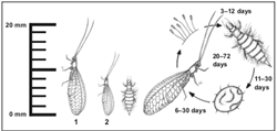 Diagram. Life cycle of green lacewing, Mallada species.