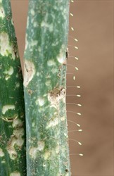 Photo 3. Group of lacewing eggs, Chrysoperla sp., fastened to a side of a branch.
