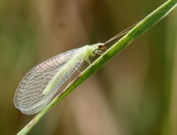 Photo 1. Green lacewing adult, Chrysoperla sp.