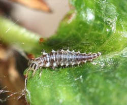 Photo 4. Larva of a green lacewing. Note the stiff hairs along the sides, and the protruding pincer-like mouth parts.