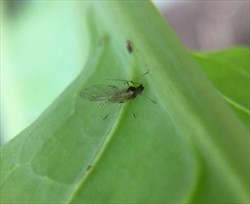 Photo 4. Adult, winged, green peach aphid, Myzus persicae.