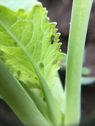 Photo 5. Adult, winged, green peach aphid, Myzus persicae.