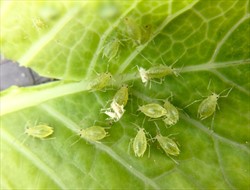 Photo 1. Adult, wingless, green peach aphid; the white remains of the skin of the last moult remain attached to two aphids.