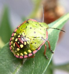 Photo 3. Late stage nymph of the green vegetable bug, Nezara viridula.