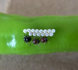 Photo 1. Egg cases and first stage nymphs of the green vegetable bug, Nezara viridula.
