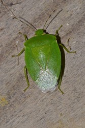 Photo 5. Adult green vegetable bug, Nezara viridula. The bug is large, about 15 mm long.