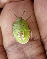 Photo 4. Late stage nympth of the green vegetable bug, Nezara viridula.