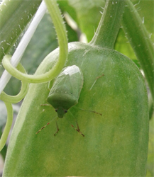 Photo 6. Adult green vegetable bug, Nizara viridula on cucumber.