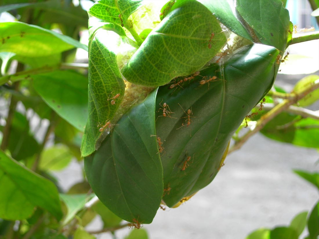 Fact sheet - Green weaver ant (386)