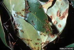 Photo 3. Nest from leaves held together by larval silk, green weaver ant, Oecophylla smaragdina.