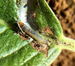 Photo 1. Larva of the guava bud moth, Strepicrates ejectana, with orange head and dark grey upper body in unfurled leaf, exposed to show leaf damage.