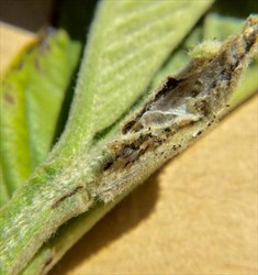 Photo 3. Extensive damage to shoot tip by the larva of the guava bud moth, Strepicrates ejectana. The cocoon of the pupa is shown clearly.