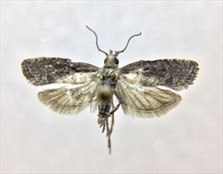 Photo 5. Adult guava bud moth, Strepicrates ejectana.