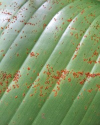 Photo 2. Irregular, reddish-brown spots of the Heliconia rust, Puccinia heliconiae, on the underside of the leaf discharging spores. If rubbed with a finger, the spores in the spots create a rust-like stain, hence the common name.
