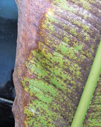 Photo 5. Severely infected leaf with large patches of decay within the blade of the leaf and at the margins, caused by the Heliconia rust, Puccinia heliconiae.
