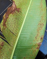 Photo 4. The lower surface of the leaf in Photo 3 showing that the spots of the Heliconia rust, Puccinia heliconiae, have turned brown on the left side and the margins are beginning to decay. On the right there are reddish-brown spots near the mid-rib and older brown spots nearer the margin.
