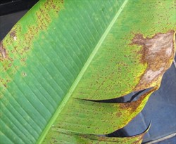 Photo 3. Brown spots of the Heliconia rust, Puccinia heliconiae, appear on the upper leaf surface corresponding to those on the underside which are discharging spores. Soon after the margins of the leaves start to decay.
