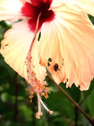 Photo 2. Holes in leaf caused by the hibiscus flower-eating beetle, and 'male-gating'.