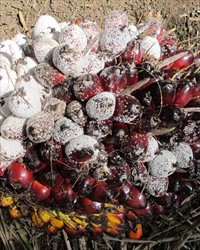 Photo 1. Masses of, mostly male, lesser snow scale, Pinnaspis strachani, on oil palm fruit.