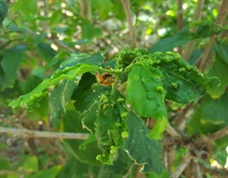 Photo 4. Galls of hibiscus mite, Eriophyes hibisci; note that the galls are mostly at the margins of the leaves and on the petioles, and they are in small groups.